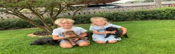 Cane Corso honden te koop: Cane Corso - Advertentie 1