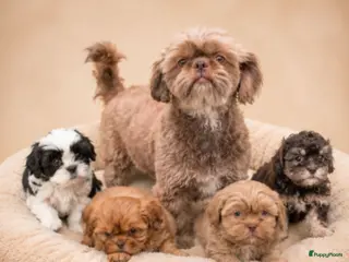 Kruising honden Mooie gezonde boomer pups. Maltezer maal shih tzu - Advertentie 12