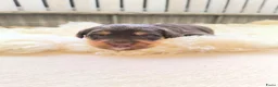 Aussiedoodle honden te koop: Mooie Aussidoodle pups 🥰 - Advertentie 9