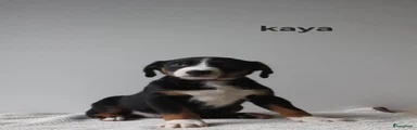 Appenzeller Sennenhond 5 (kaya)