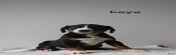 Appenzeller Sennenhond honden te koop: Appenzeller Sennenhond puppy's - Advertentie 14