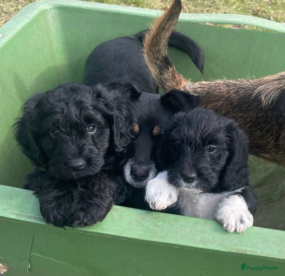 Kruising honden 2 lieve Franse waterhond,Barbet /Terriër pups  - Advertentie 2