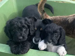 Kruising honden 2 lieve Franse waterhond,Barbet /Terriër pups - Advertentie 2