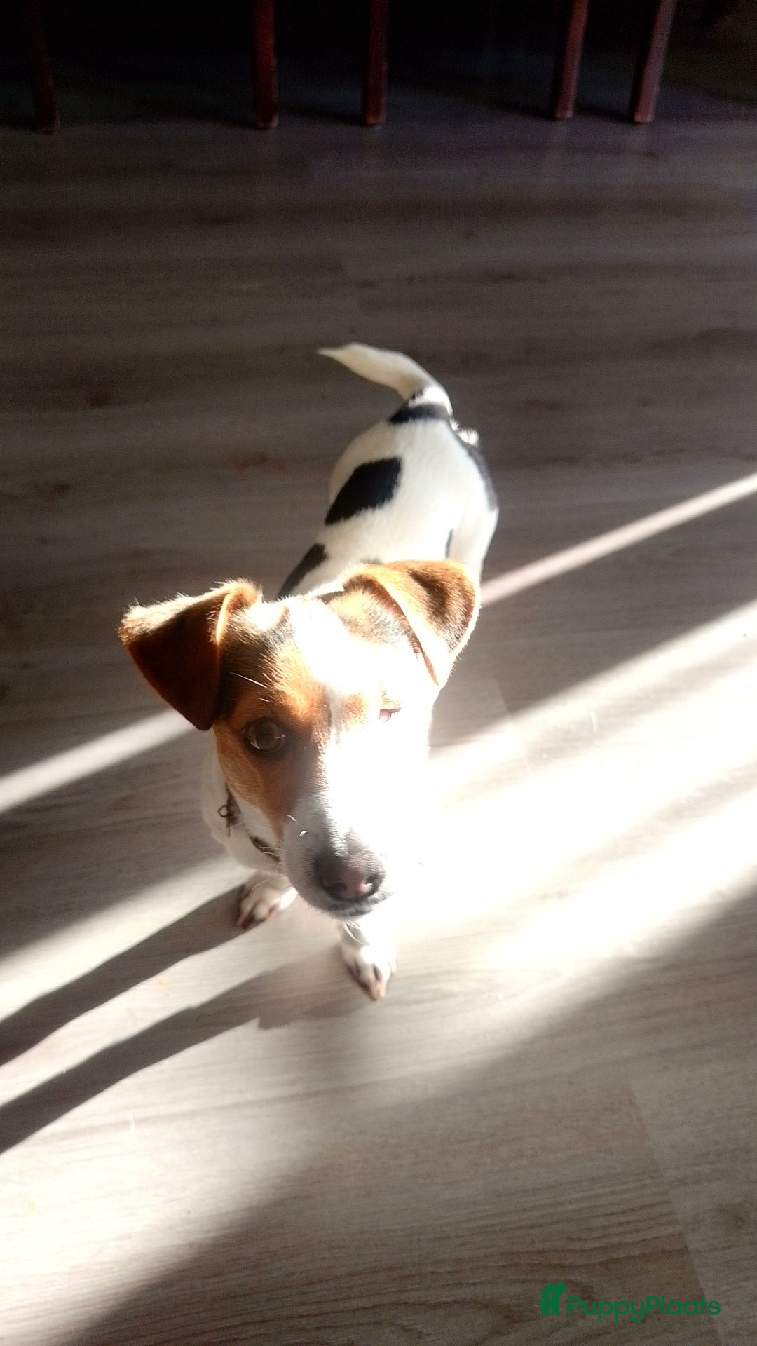 Jack Russel Terriër honden Lieve mini jackrussel - Advertentie 2