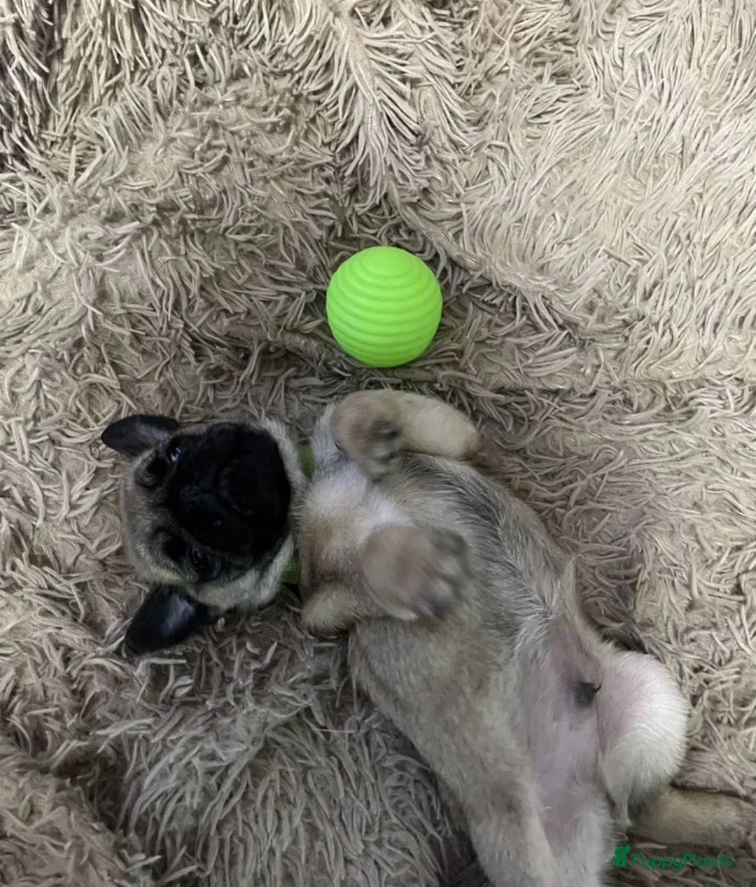 Mopshond honden te koop: Mopshond puppy’s, - Advertentie 3