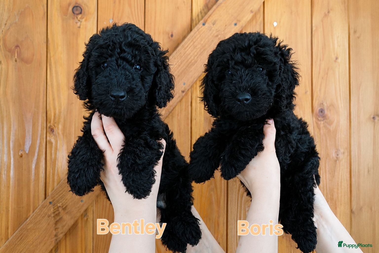 Labradoodle honden Direct beschikbaar 2 prachtige labradoodle reutjes - Advertentie 1