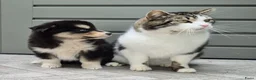 Kruising honden te koop: Pomsky x shiba inu (1/4) pups - Advertentie 16