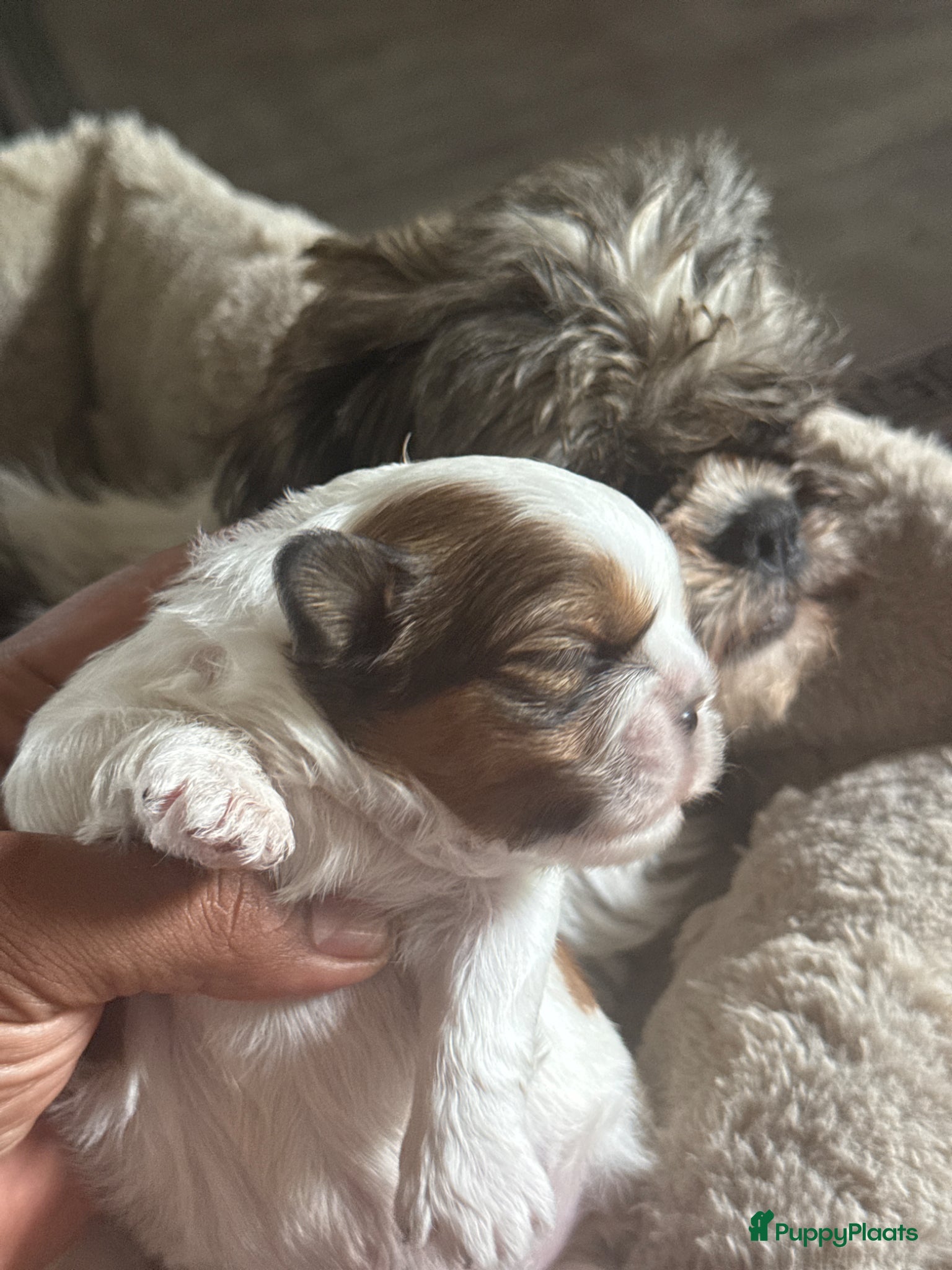 Shih Tzu honden te koop: Raszuivere Shih Tzu-puppy's met een klein tongetje - Advertentie 5