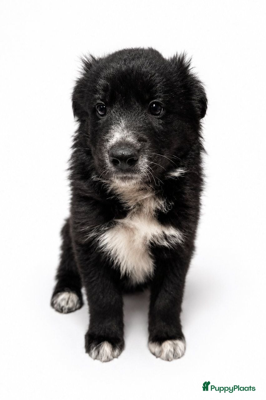 Kruising honden zandy zoekt een vriendje voor het leven  - Advertentie 3