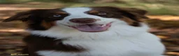 Kruising honden te koop: 🐾 Vier Prachtige Australische Retriever Teefjes - Advertentie 6