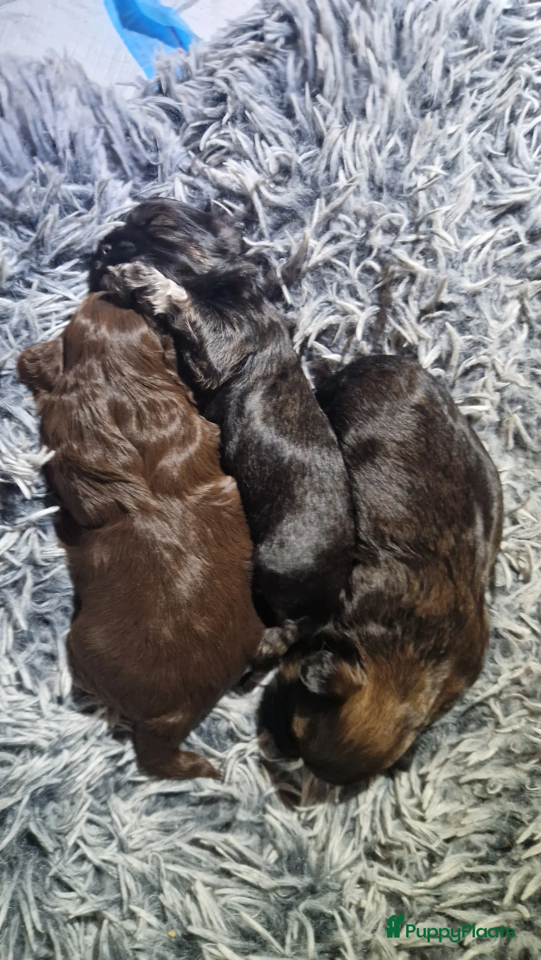 Shih Tzu honden te koop: Mooie shih tzu pups - Advertentie 7