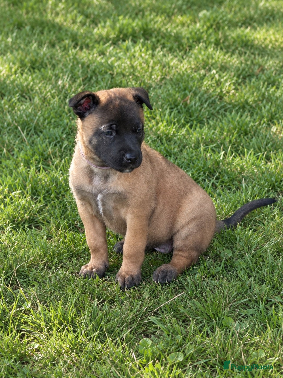 Kruising honden Mechels teefje voor passend (sport)huis - Advertentie 1