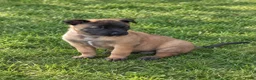Kruising honden te koop: Mechels teefje voor passend (sport)huis in Sint-Michielsgestel - Advertentie 1