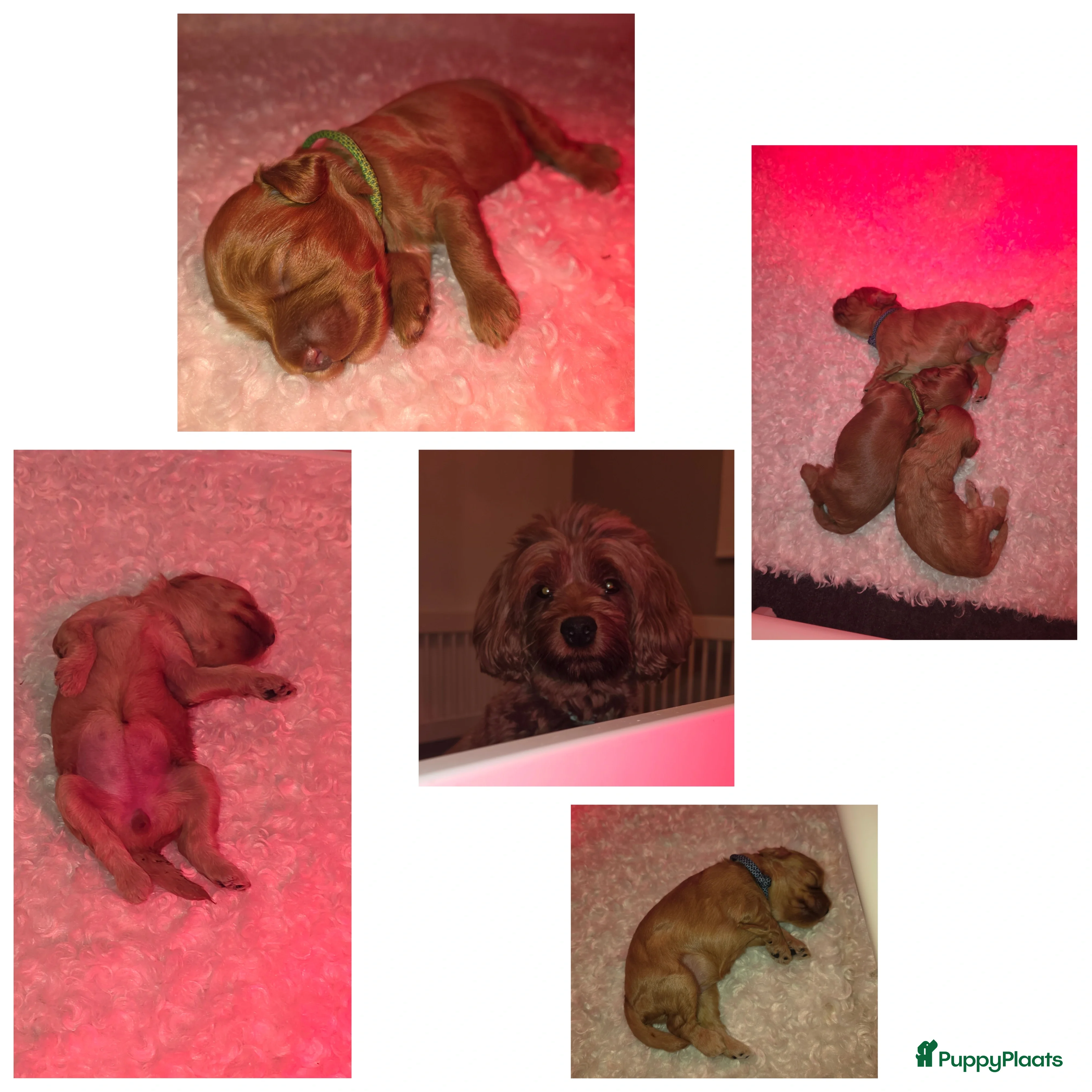 Australian Labradoodle honden Mini labradoodles - Advertentie 15