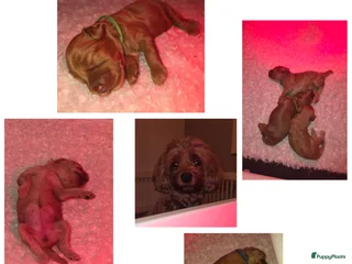 Australian Labradoodle honden Mini labradoodles - Advertentie 8