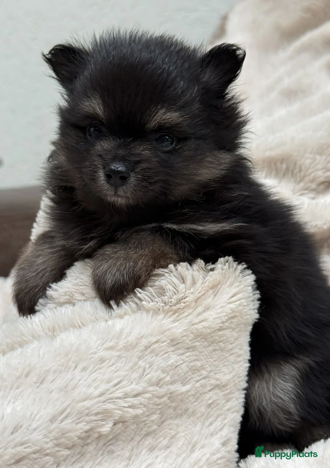 Pomeriaan honden te koop: dwergkees/pomeriaan pups met FCI stamboom - Advertentie 2