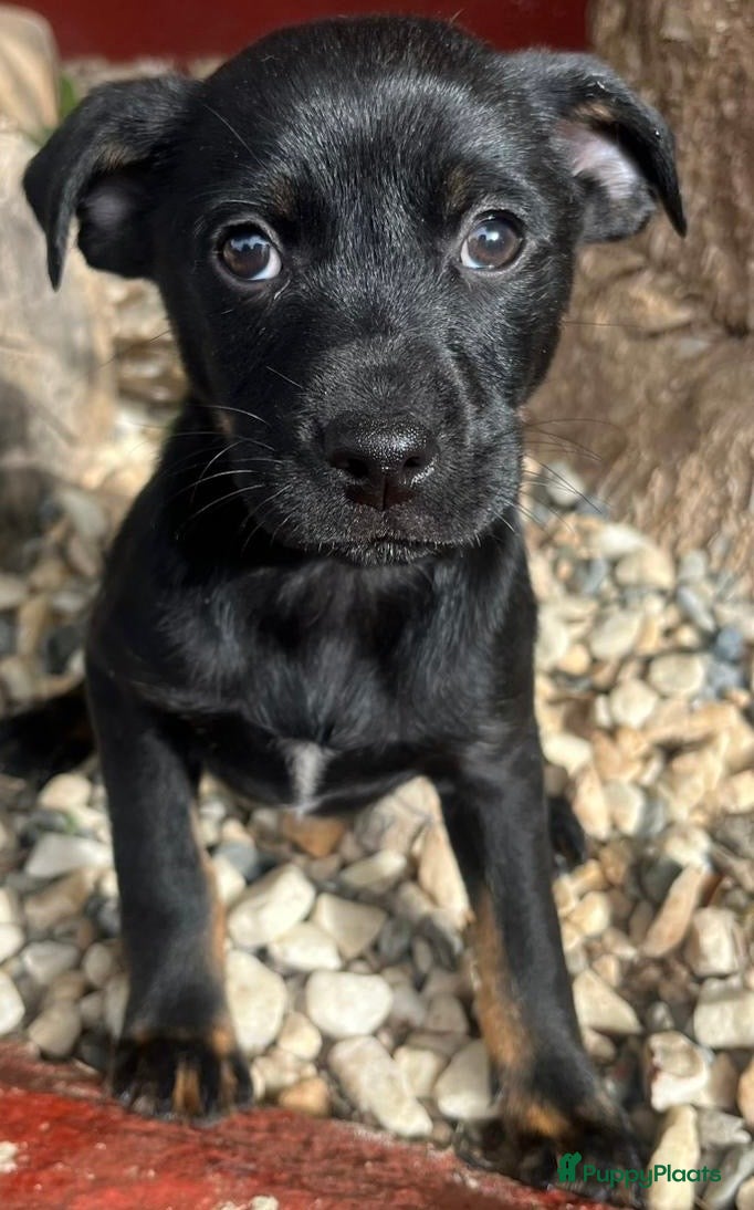 Kruising honden esmeetje deze lieverd wil een vriendje   - Advertentie 1