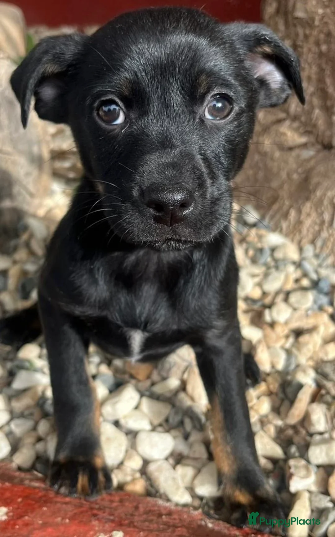 Kruising honden ter adoptie: esmeetje deze lieverd wil een vriendje   - Advertentie 1