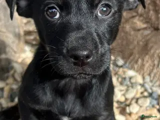 Kruising honden esmeetje deze lieverd wil een vriendje - Advertentie 1