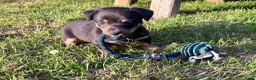 Jack Russel Terriër honden te koop: Prachtige Jack Russel Puppy’s  - Advertentie 5