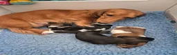 Teckel (langhaar) honden te koop: Dwergteckel laanghaar pups - Advertentie 16