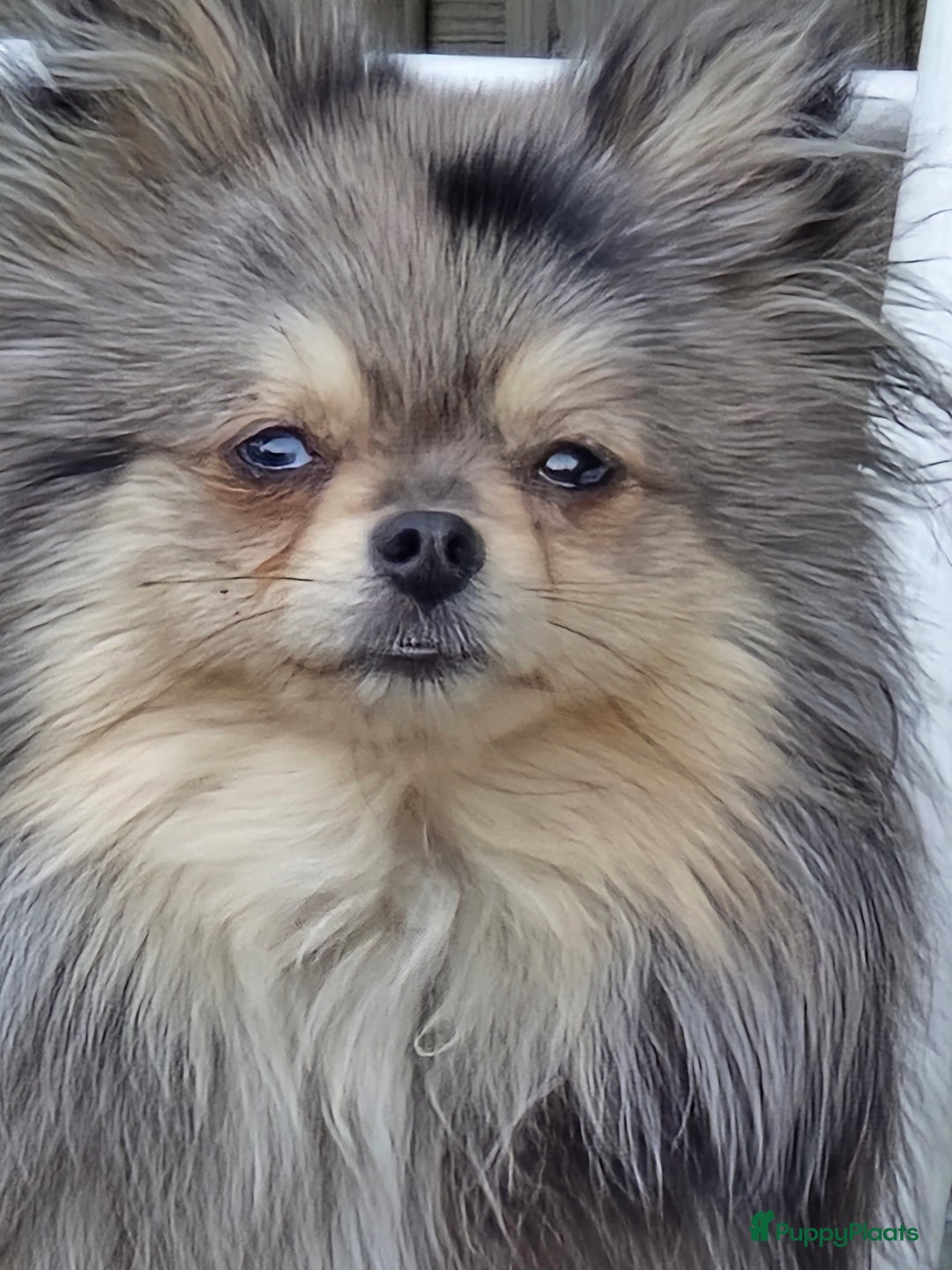 Pomeriaan honden te koop: Te koop prachtige pomeriaan pups in Veenendaal - Afbeelding 12