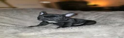 Franse Bulldog honden te koop: Prachtige Fransebulldog pups mogen nestje verlaten - Advertentie 6