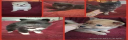 Pomsky honden te koop: 5 pomsky pups - Advertentie 7