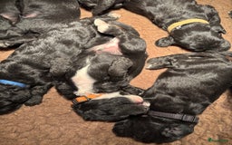 Cockapoo honden te koop: Cockapoo herhaalnestje in Kessel - Afbeelding 8