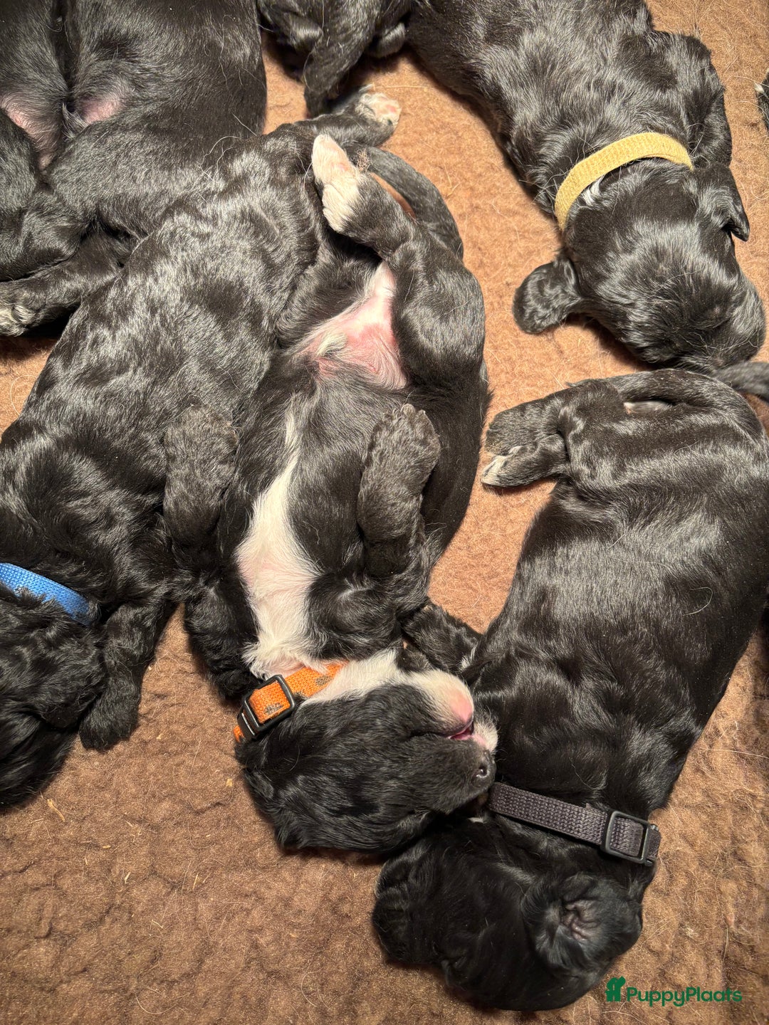 Cockapoo honden te koop: Cockapoo herhaalnestje in Kessel - Afbeelding 8
