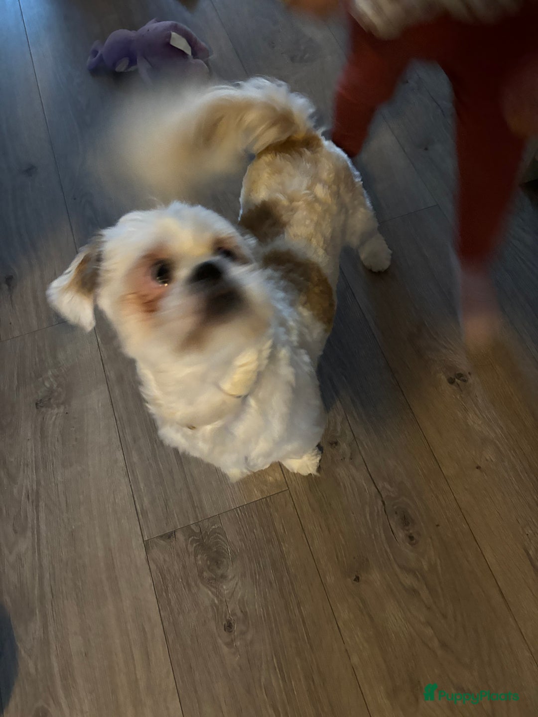 Shih Tzu honden te koop: Shih-tzu 9 maanden oud - Advertentie 4