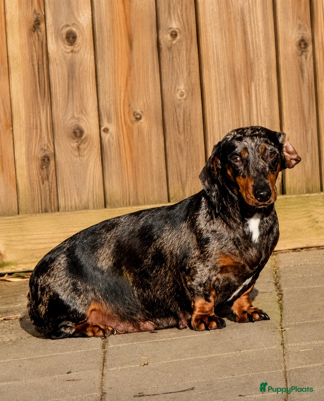 Teckel (korthaar)  honden te koop: 5 teckel mannetjes - Advertentie 19