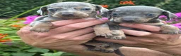 Teckel (korthaar)  honden te koop: mooie pups te koop. aparte kleuren dwerg teckel - Advertentie 4