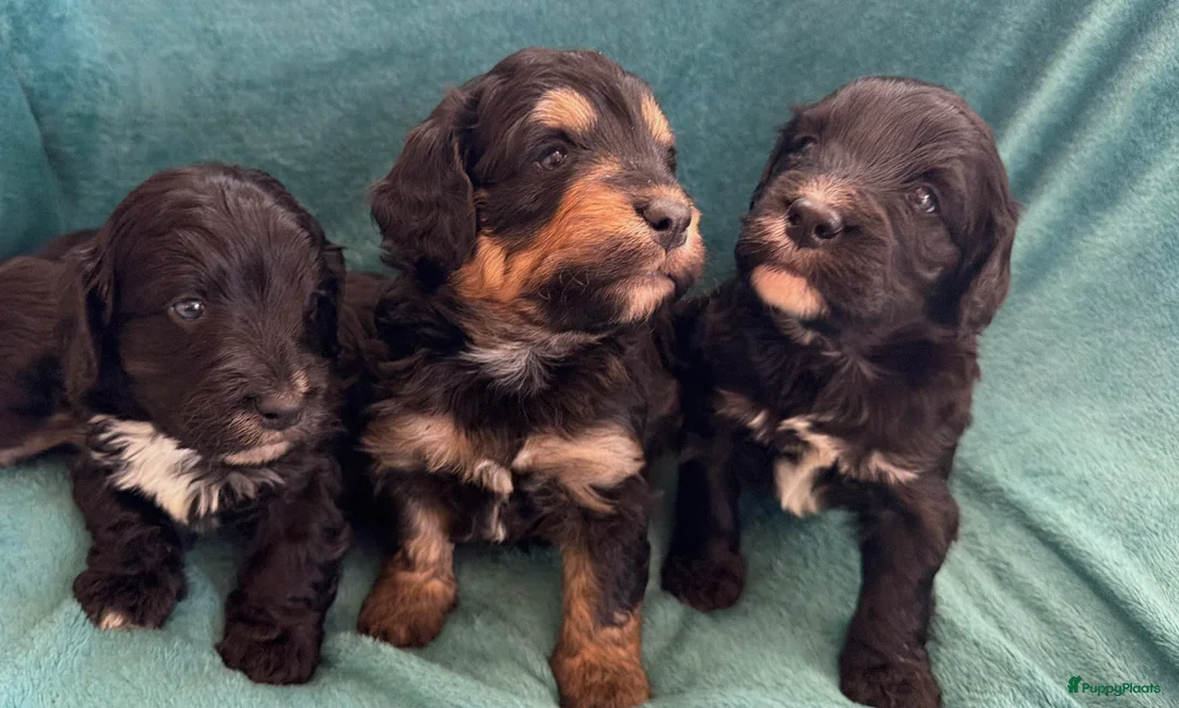 Bernedoodle honden te koop: Mini Bernedoodle pups te koop - Advertentie 1