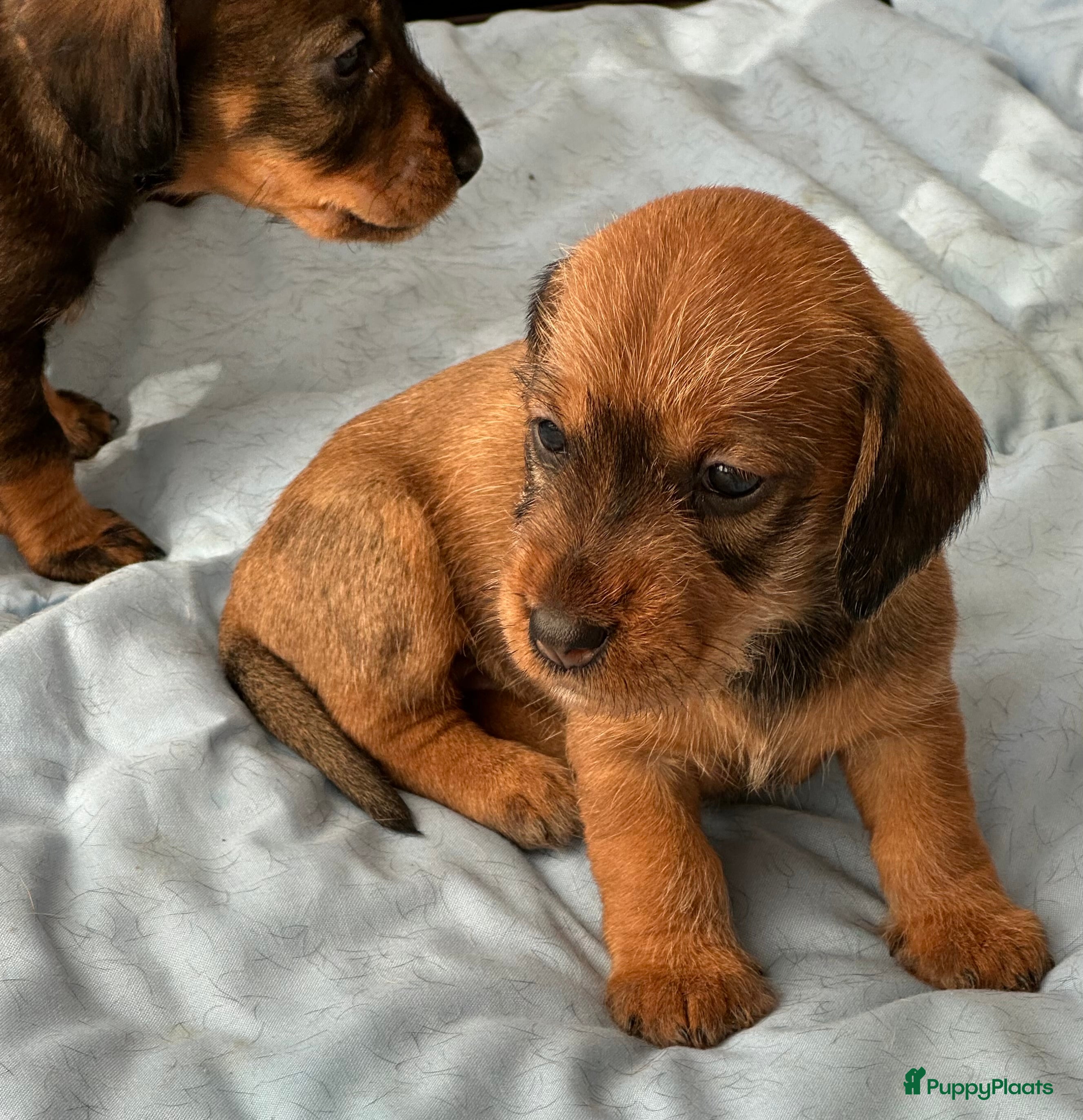 Ruwhaar Teckel honden Standaard ruwhaar teckelpups in Wilhelminaoord - Advertentie 1
