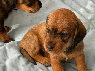 Ruwhaar Teckel honden Standaard ruwhaar teckelpups - Advertentie 1