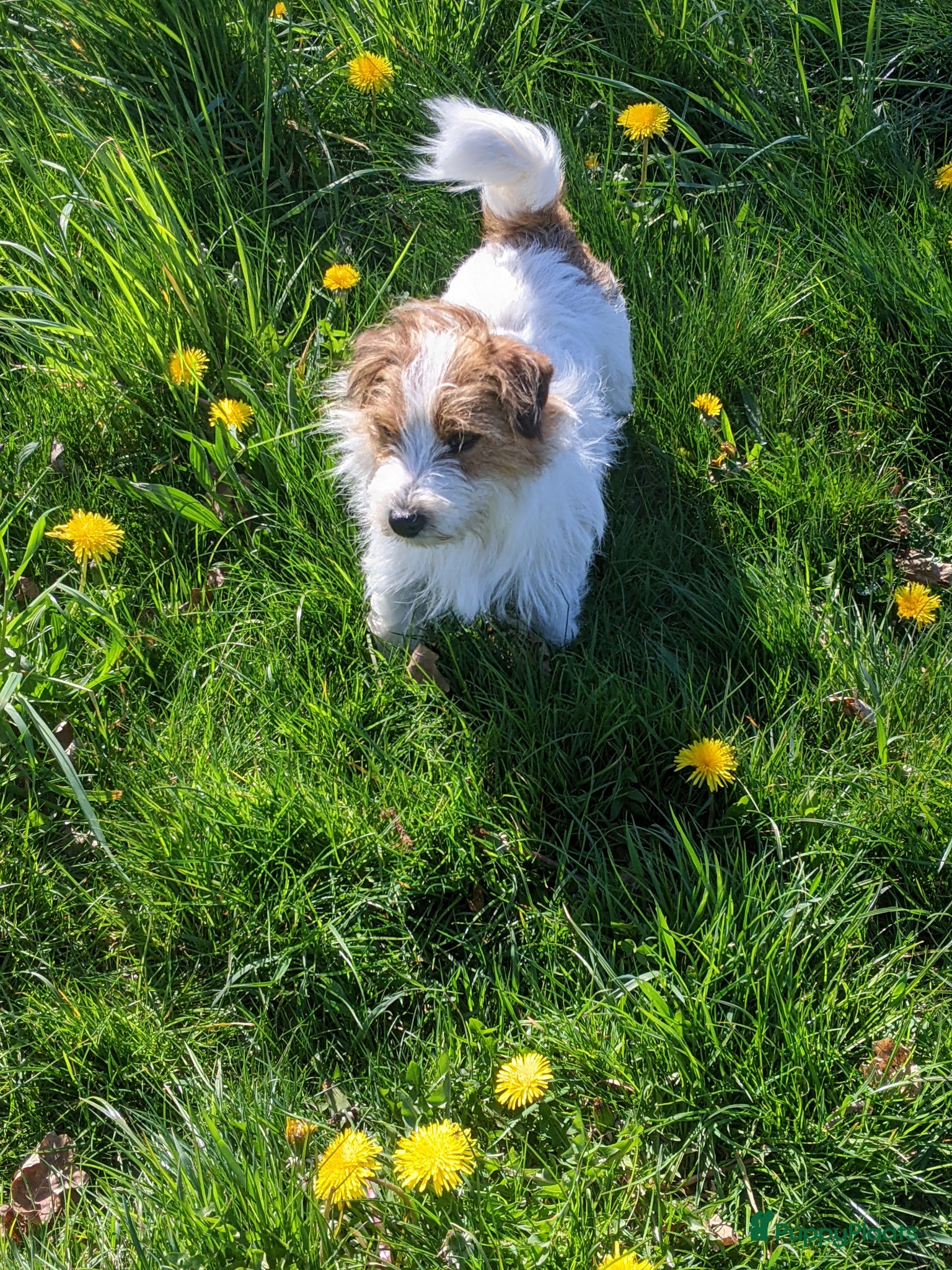 Jack Russel Terriër honden Raszuivere ruwharige Jack Russell dekreu  - Advertentie 1