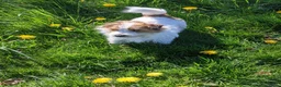 Jack Russel Terriër honden ter dekking: Raszuivere ruwharige Jack Russell dekreu  - Advertentie 1