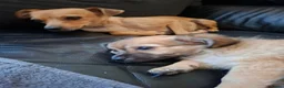 Kruising honden te koop: Schattig lief teefje zoekt liefdevol nieuw thuis  - Advertentie 2