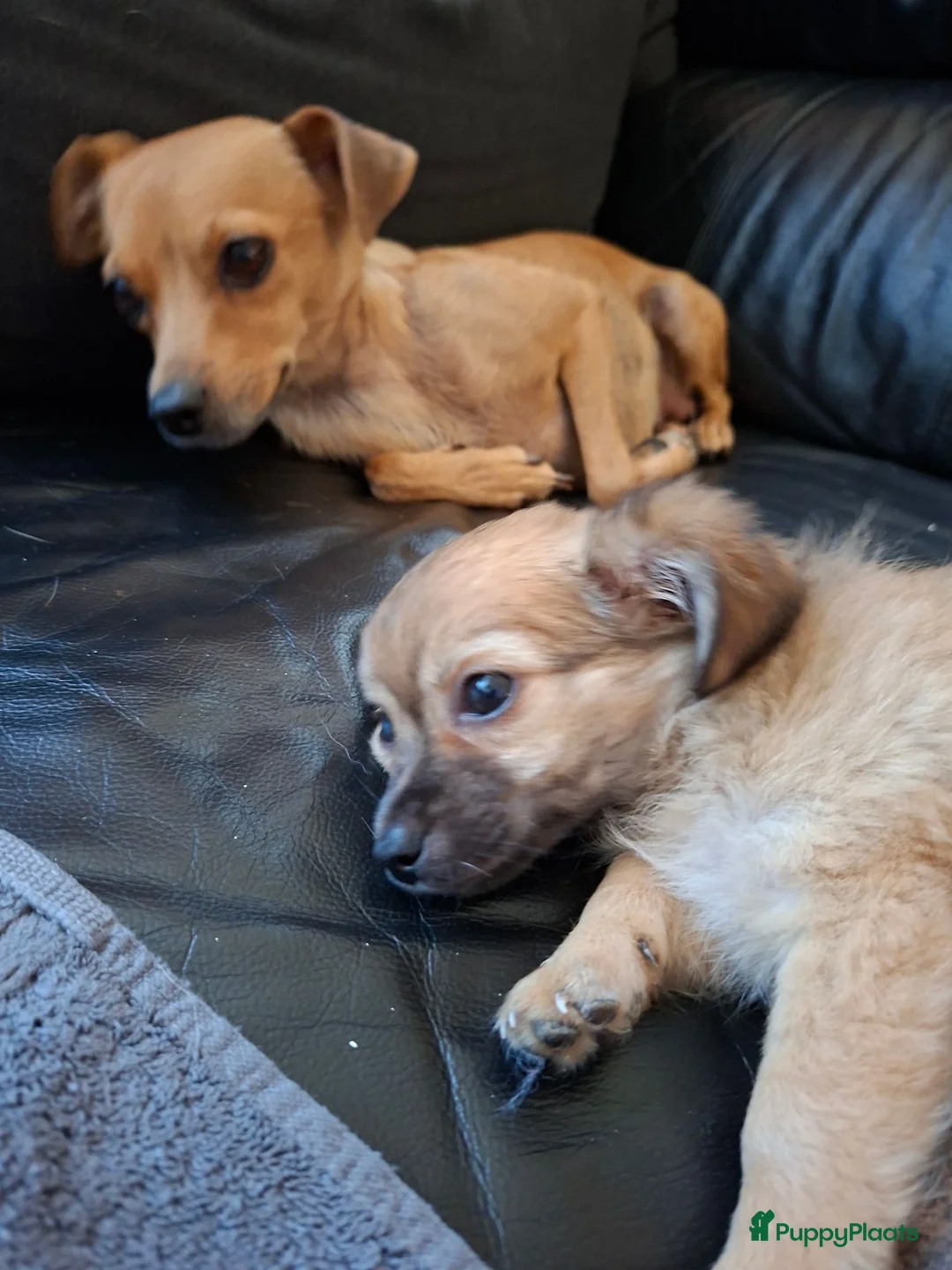 Kruising honden te koop: Schattig lief teefje zoekt liefdevol nieuw thuis  - Advertentie 2