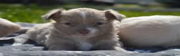 Chihuahua honden te koop: Langharige Chihuahua puppy’s  - Advertentie 15