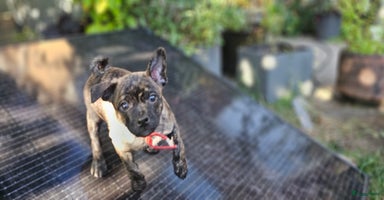 Kruising honden in Hazerswoude-Rijndijk - Advertentie 13