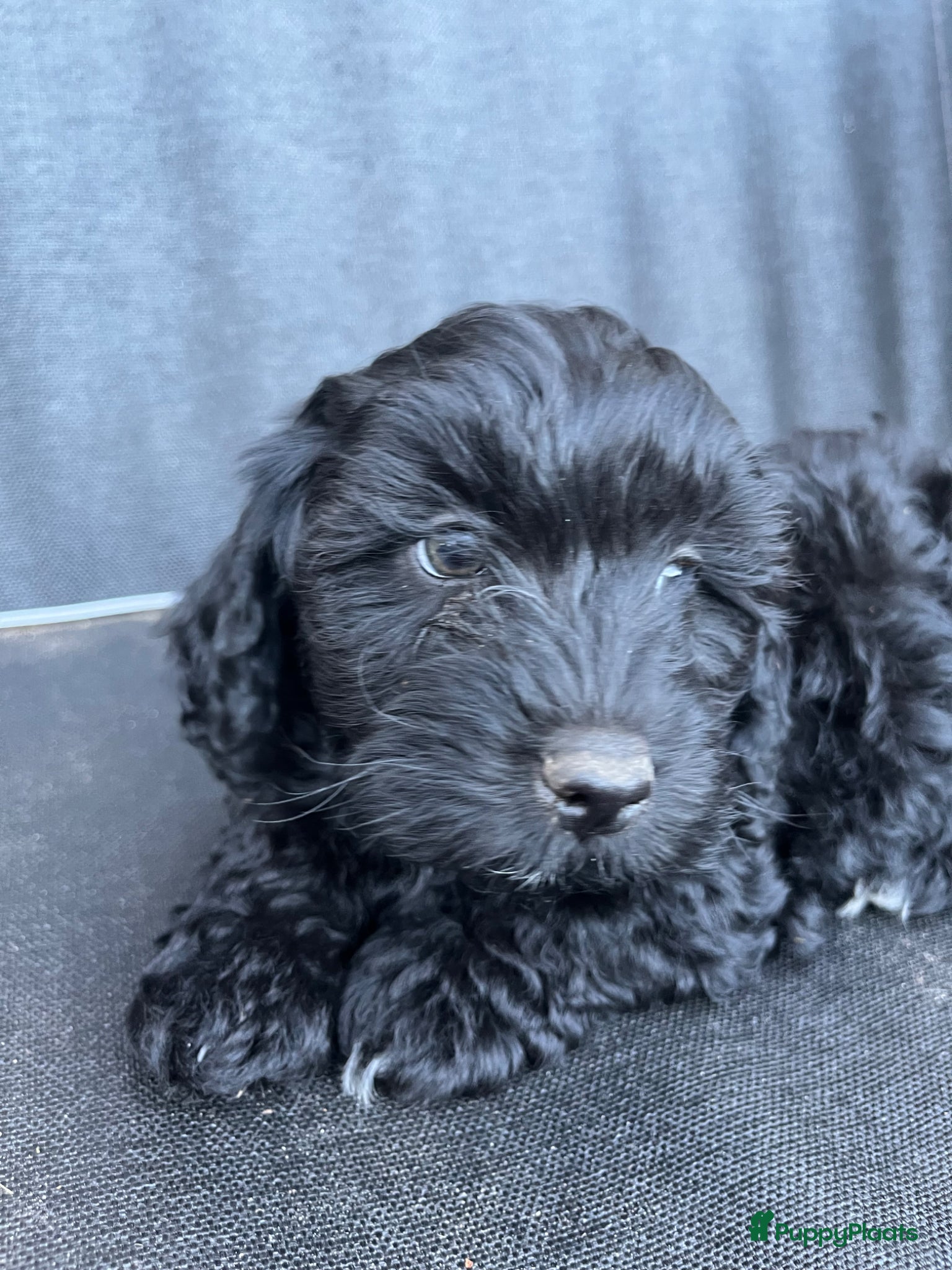 Maltipoo honden te koop: Maltipoo - Advertentie 15