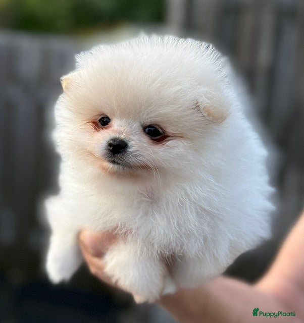 Pomeriaan honden Pomeriaan puppy's - Advertentie 2
