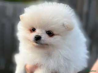 Pomeriaan honden Pomeriaan puppy's - Advertentie 2