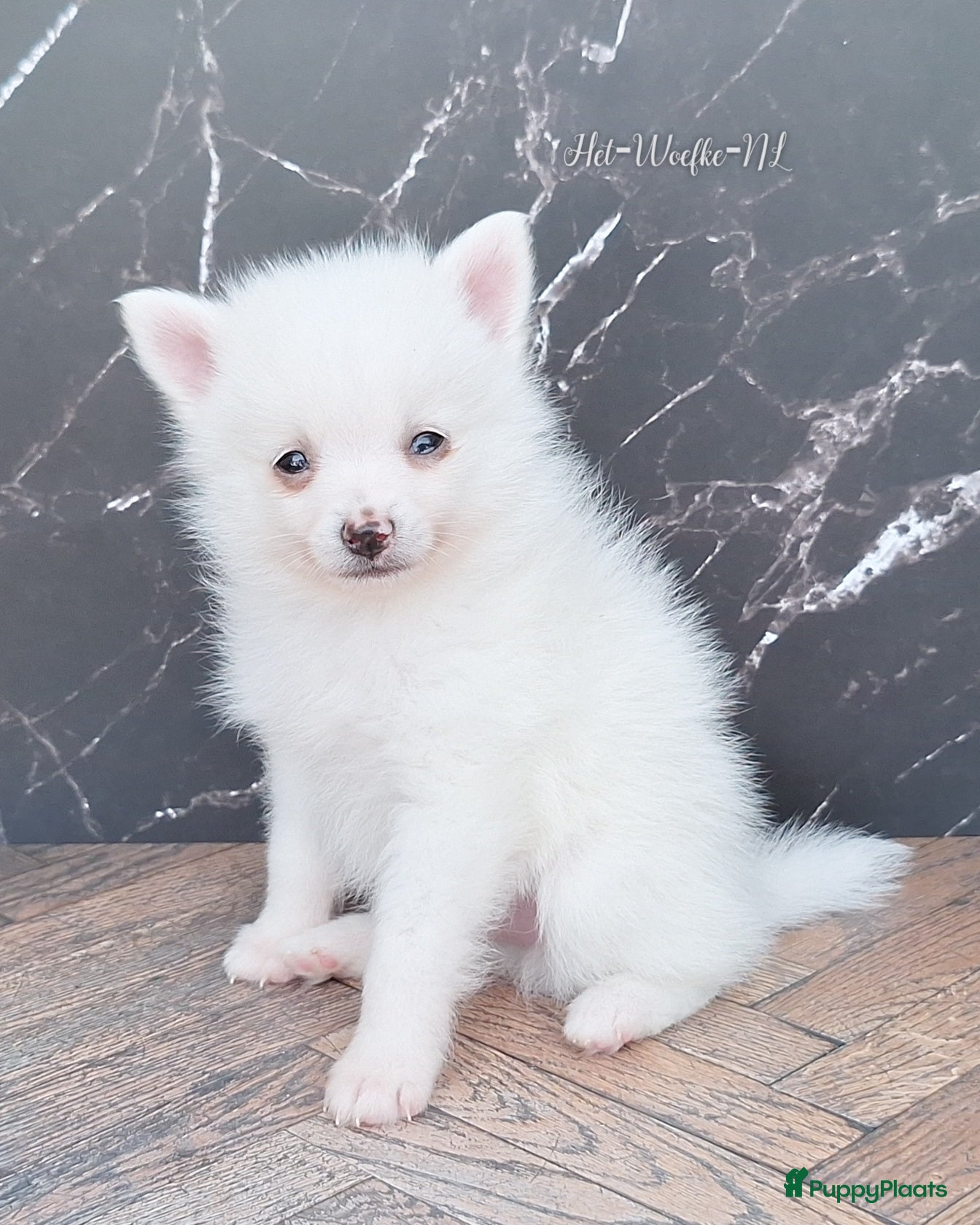 Pomsky honden te koop: Prins 💙 F3b pomsky puppy  - Advertentie 4