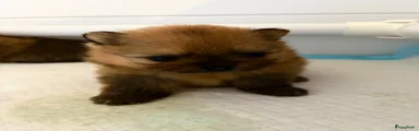 Pomeriaan Puppy 3