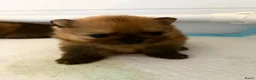 Pomeriaan honden te koop: Pomeriaan pups - Advertentie 7