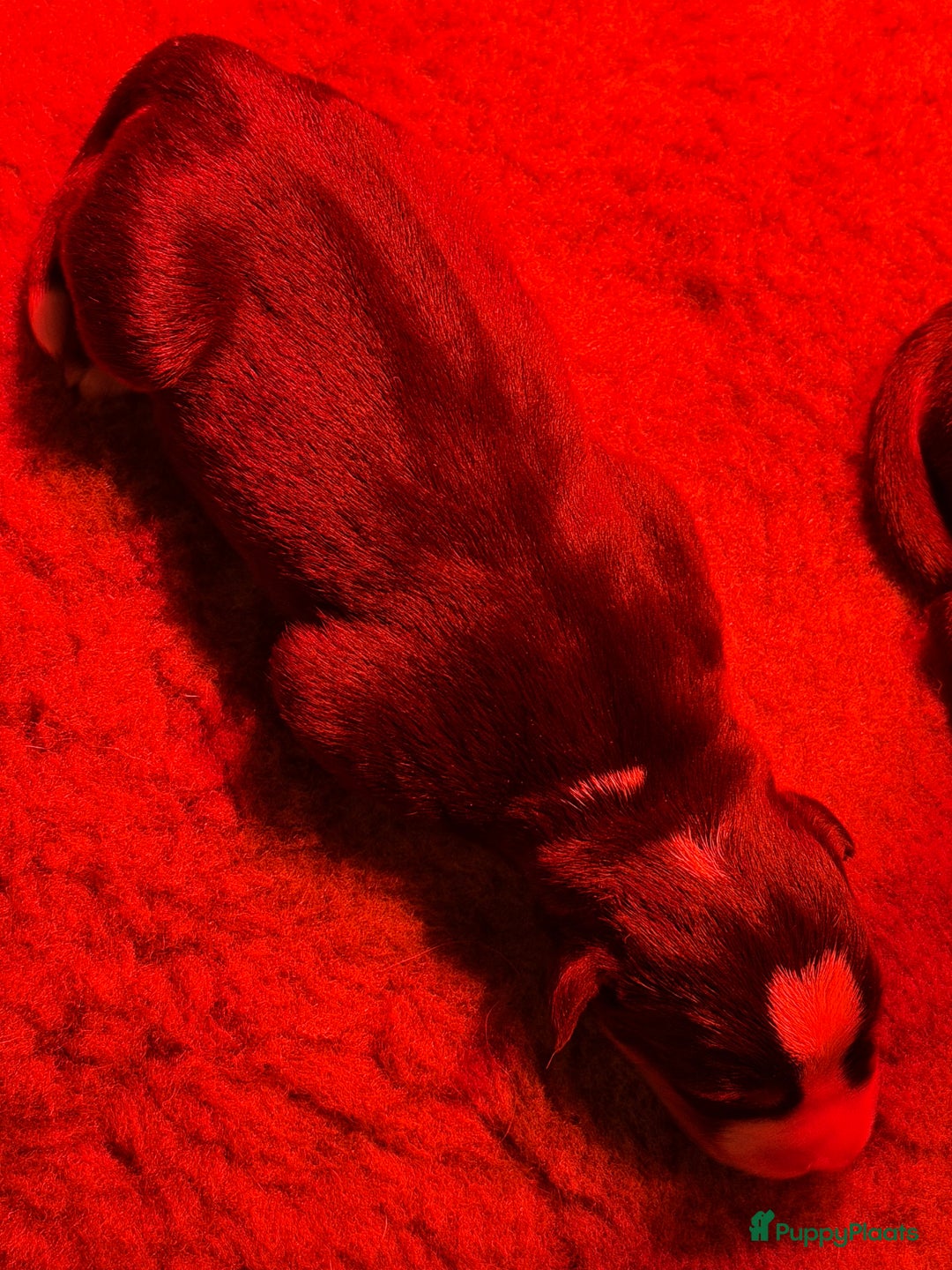 Grote Zwitserse Sennenhond honden te koop: Mooie Grote Zwitserse Sennen pups van onze Suus - Advertentie 4