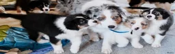Australian Shepherd honden te koop: Prachtige Australian Shepherd pups - Advertentie 16